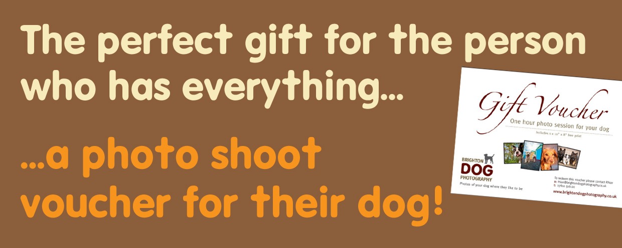 Brighton Dog Photography Gift Voucher Brighton Dog Photography Gift Voucher