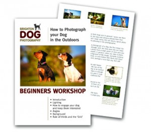 brighton dog photography workshop guide